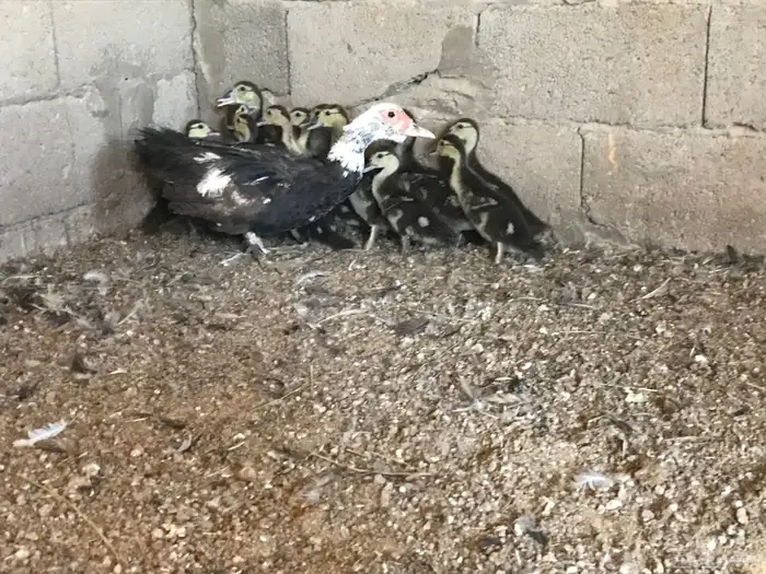 بطه 0