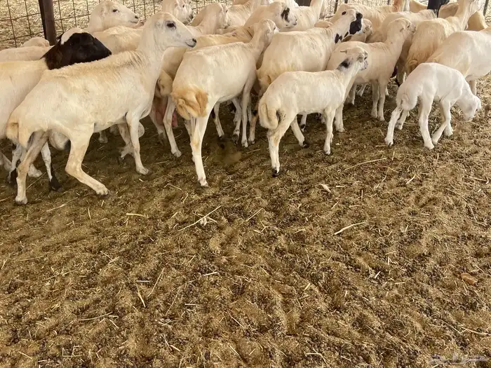 غنم رفيديات خلفات 18
