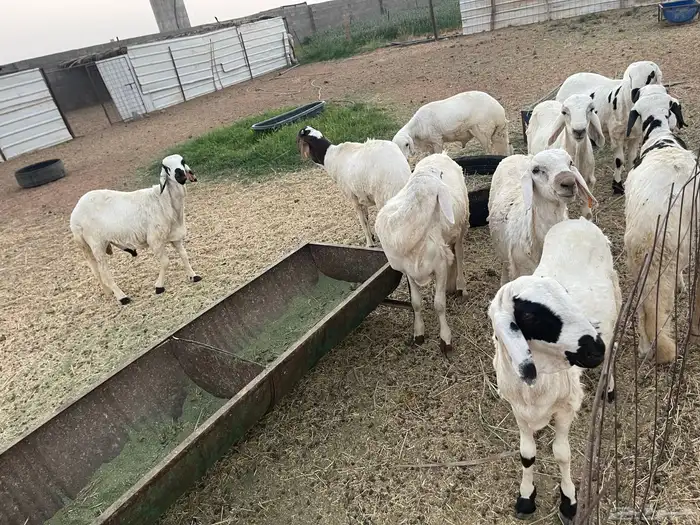 سواكن للبيع 4