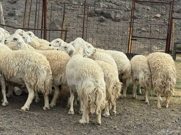الحرش المراح الفاخر غنم الصنف 2