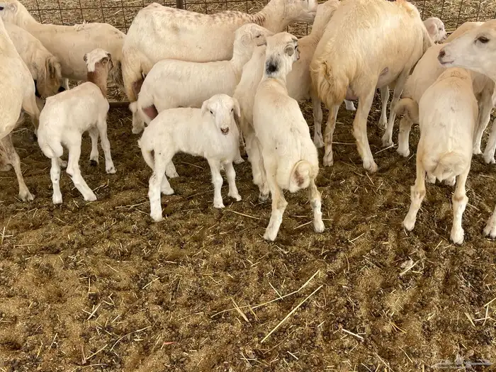 غنم رفيديات خلفات 1