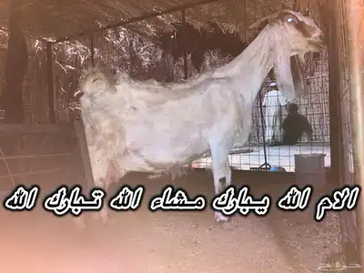 تيس مشروع فحل مشروك مصري شق 3 تم البيع الله يبارك لي الشاري index