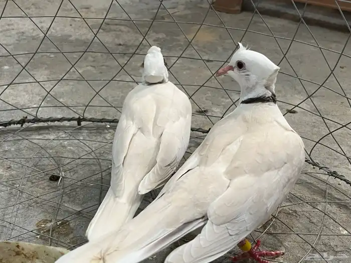 حمام ياكريم صدفي دبل كرست مع انتاجه مستوى ممتاز 2