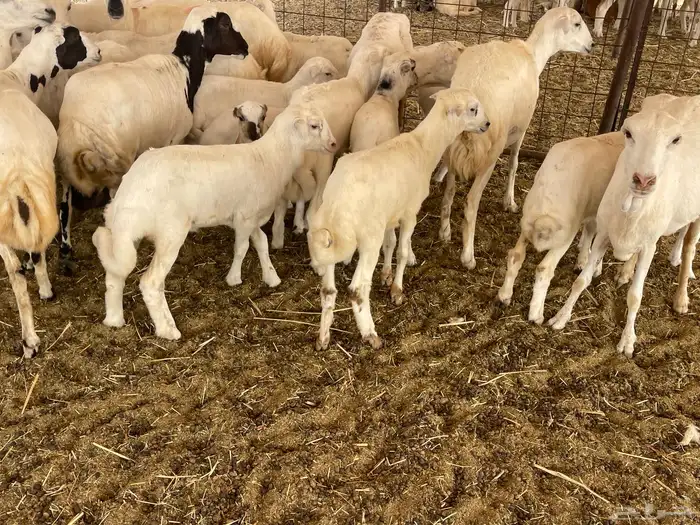 غنم رفيديات خلفات 0