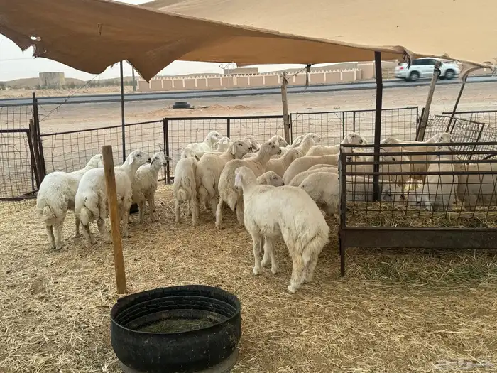 خروف صافي حري 1