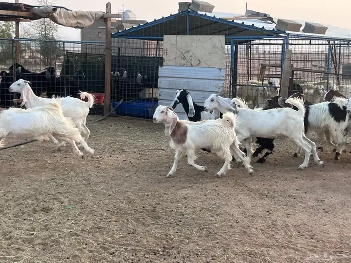 مراح جذعات مشاريك بفحلها للبيع 4