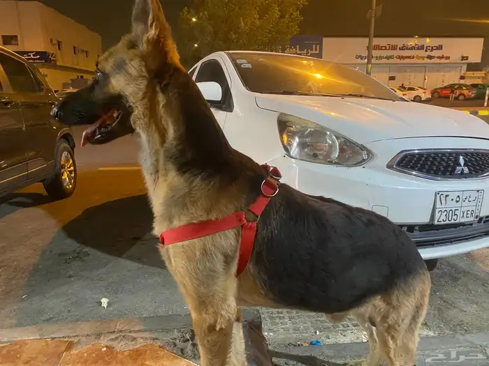 مطلوب انثى جيرمن للتبني 0