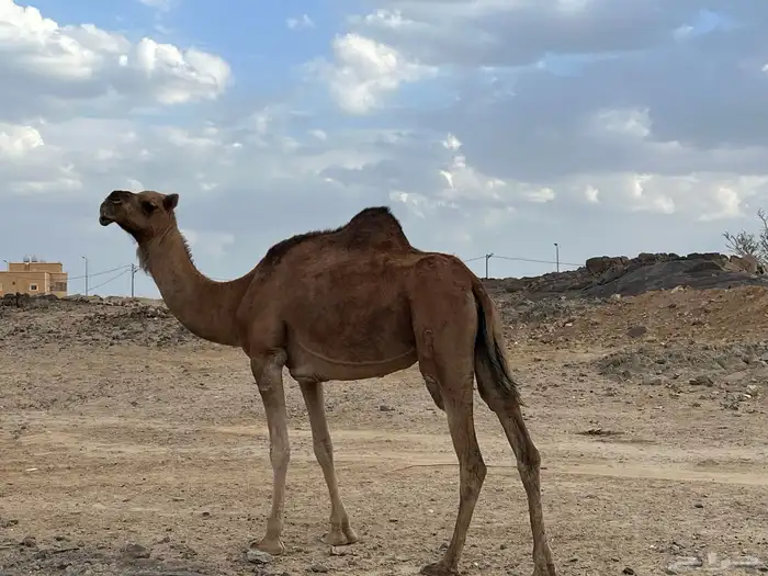 ناقه للبيع 0