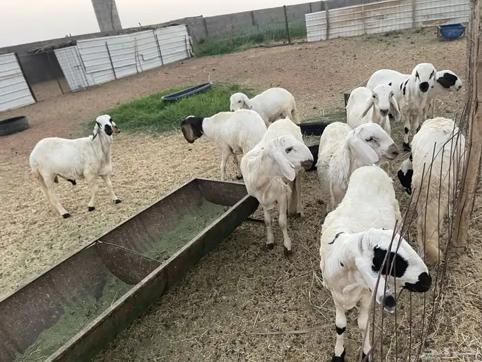 سواكن للبيع 3