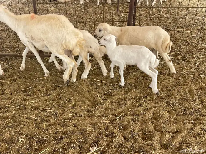 غنم رفيديات خلفات 3