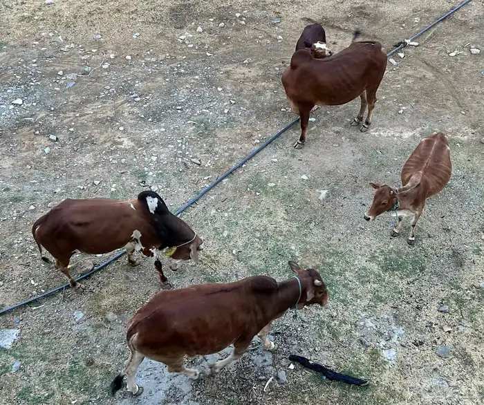 3ثيران وانثى للبيع 0