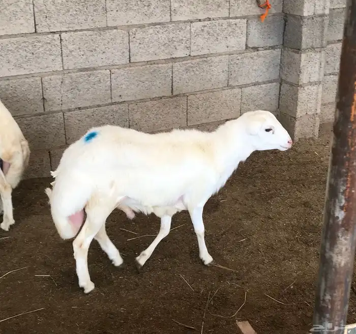 مشروع فحل 1