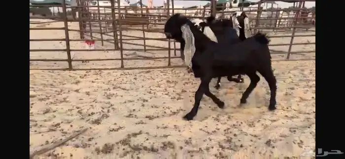 للبيع 4 جفار بفحلها نوادر 10