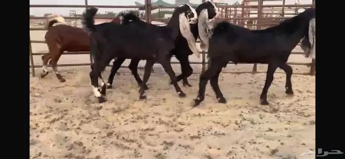 للبيع 4 جفار بفحلها نوادر 3