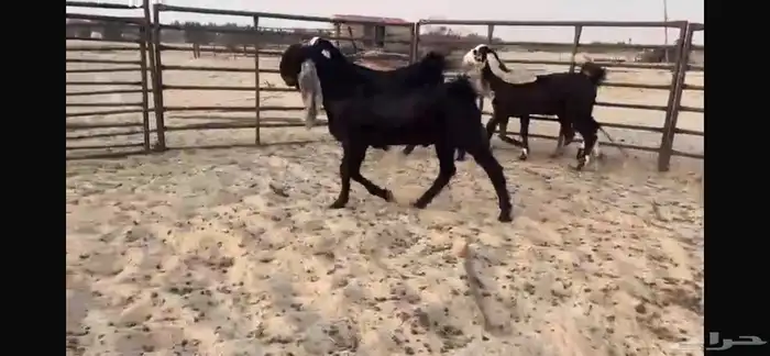 للبيع 4 جفار بفحلها نوادر 17
