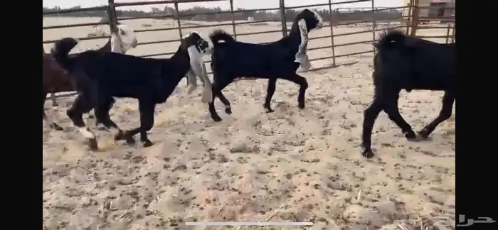 للبيع 4 جفار بفحلها نوادر 19