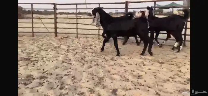 للبيع 4 جفار بفحلها نوادر 18