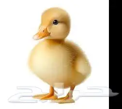 بطه للبيع بصحه 0