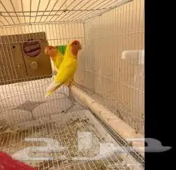 توصيل طيور داخل الرياض وشراء مستلزمات الطيور نيابة عنك 3