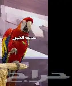 توصيل طيور داخل الرياض وشراء مستلزمات الطيور نيابة عنك 0