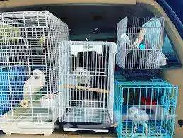 توصيل طيور داخل الرياض وشراء مستلزمات الطيور نيابة عنك 2