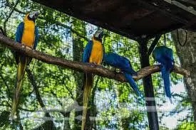 توصيل طيور داخل الرياض وشراء مستلزمات الطيور نيابة عنك 1