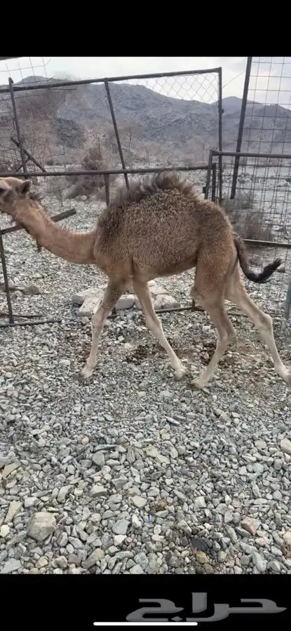للبيع قعدان ثلاث 0