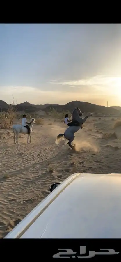 الحصان مايهاب للبيع 2