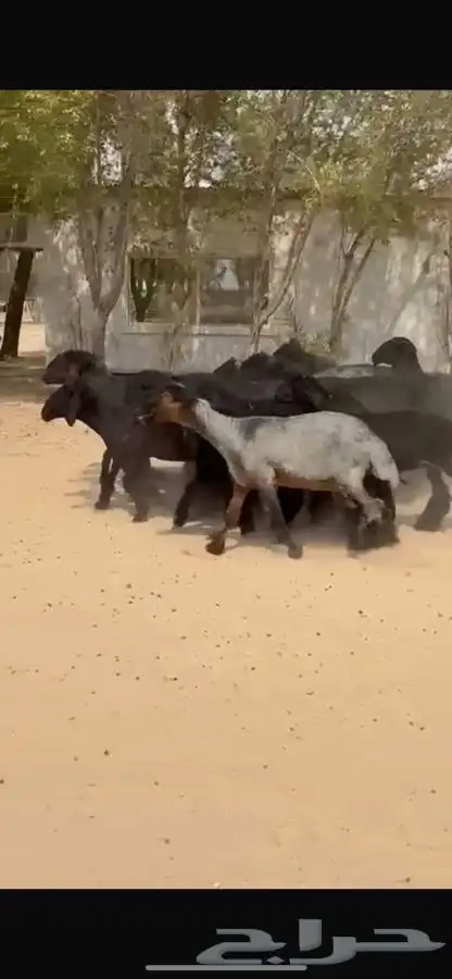 غنم عرب اشباب وطيبه 0