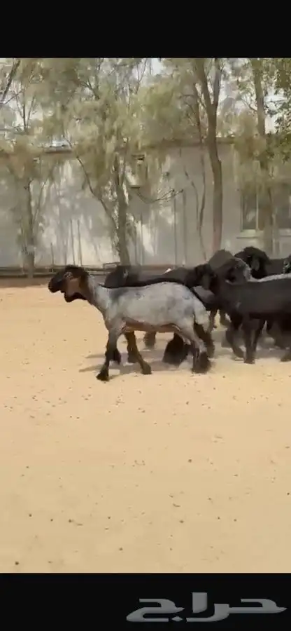 غنم عرب اشباب وطيبه 4