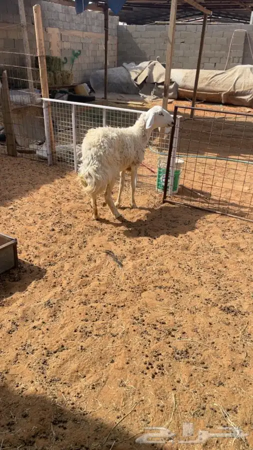 حريه حرشاء 0