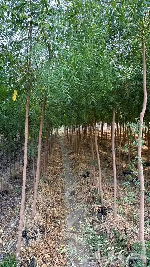 مشاتل لجميع النبتات 0