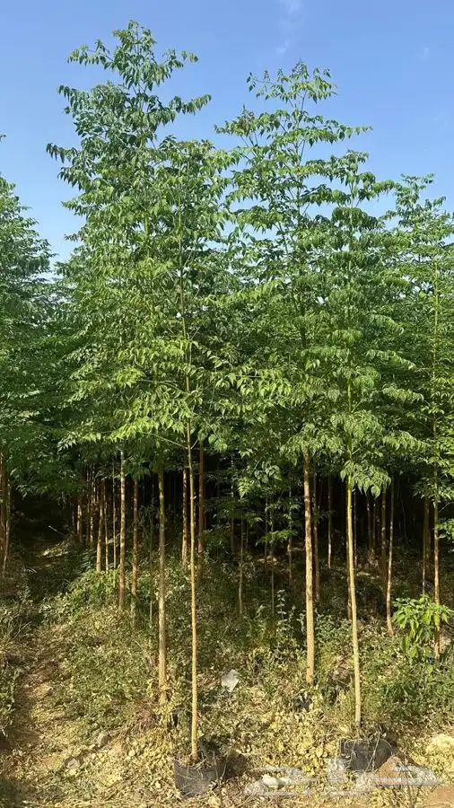 مشاتل لجميع النبتات 5