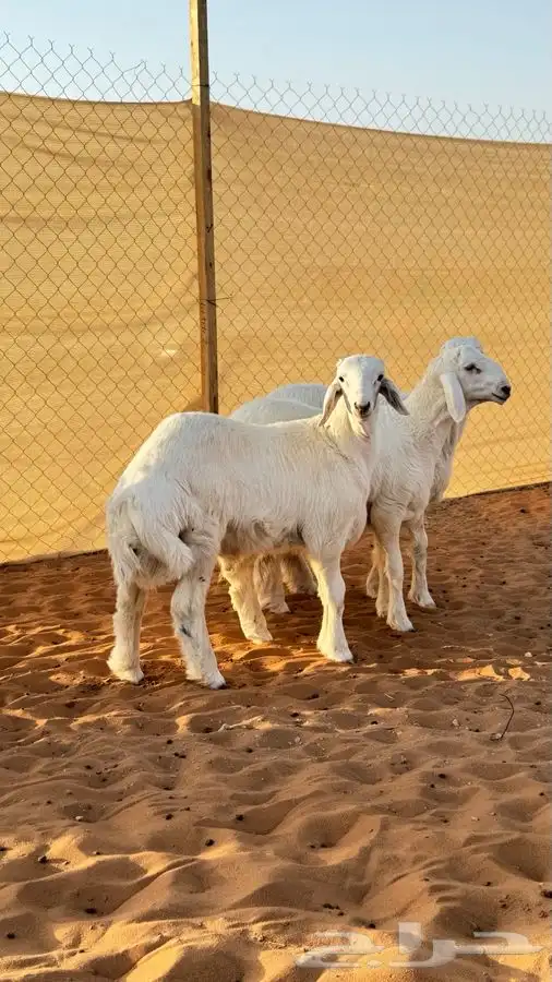 ابو عبدالله للذبايح 0