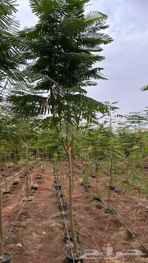 مشاتل لجميع النبتات 6