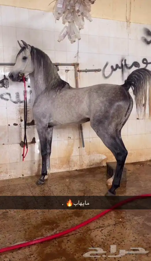 الحصان مايهاب للبيع 1