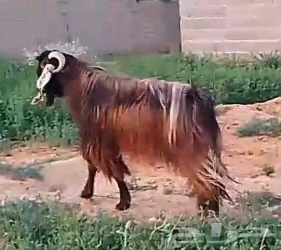 تم البيع   تيس خصم ناهي 0
