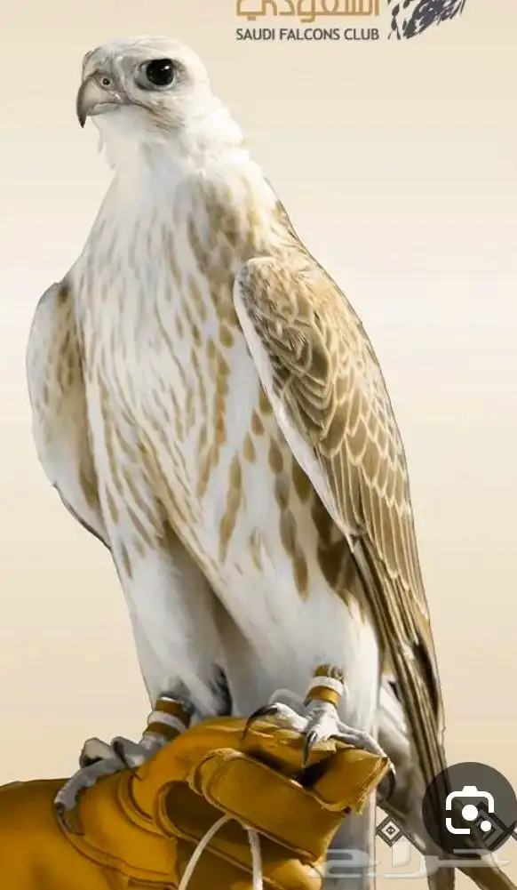 صقور لإيجار 0