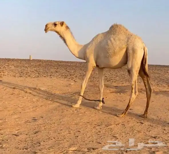 قعود باتلي فحل 0