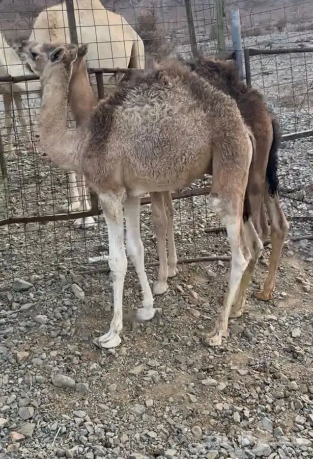 للبيع قعدان ثلاث 1