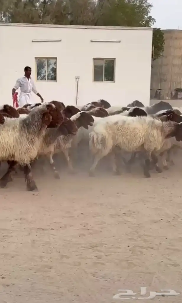 غنم نعيم صنف للبيع 9
