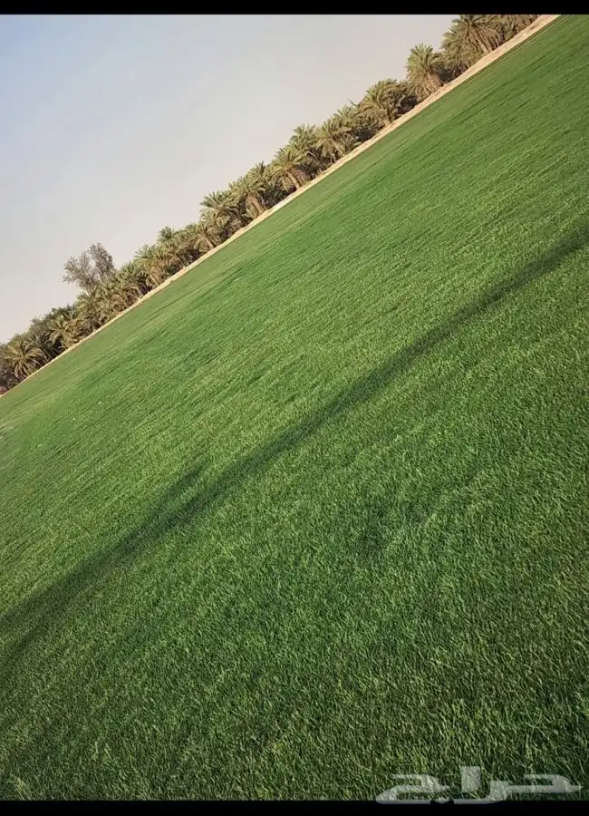 ثيل طبيعي سي الفين c2000 2