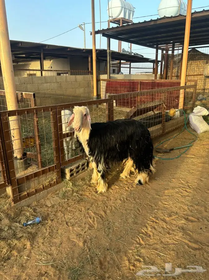 طلي صنف فحل شرط حدي فيه 8000 1