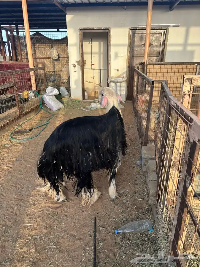 طلي صنف فحل شرط حدي فيه 8000 2