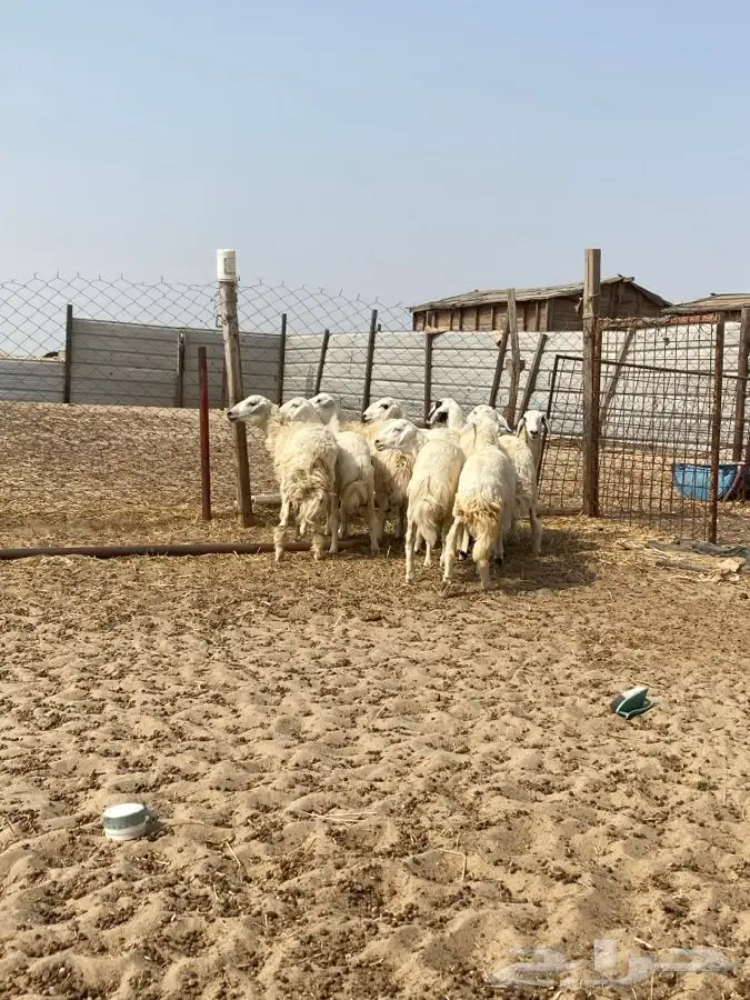 9 رخال جذعات حريات ونعجه دافع   الدمام 3