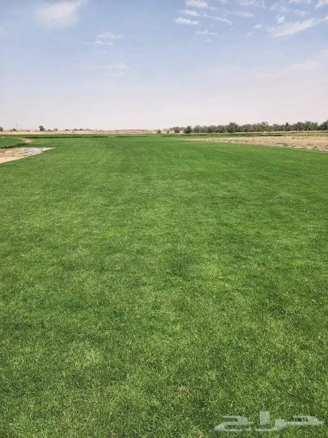 ثيل طبيعي سي الفين c2000 1