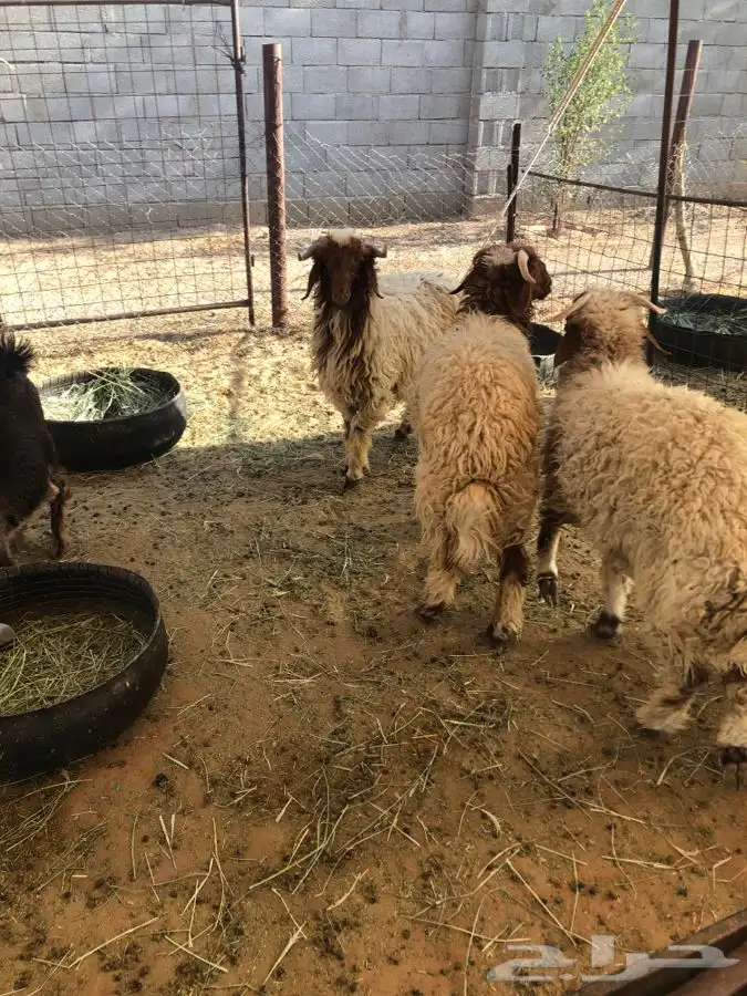 3 خرفان مغلقات شحم يتممن 0