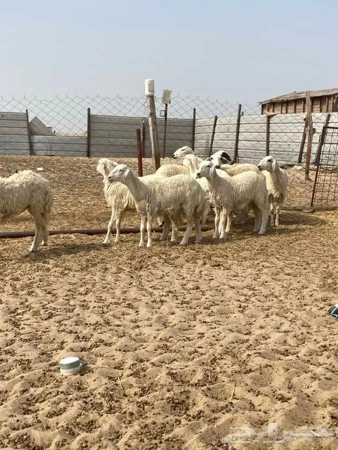 9 رخال جذعات حريات ونعجه دافع   الدمام 4
