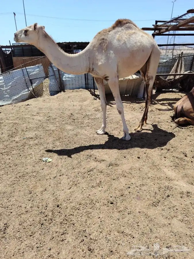 بكره سلاله طيبه 0