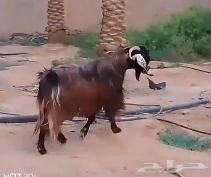 تم البيع   تيس خصم ناهي 2